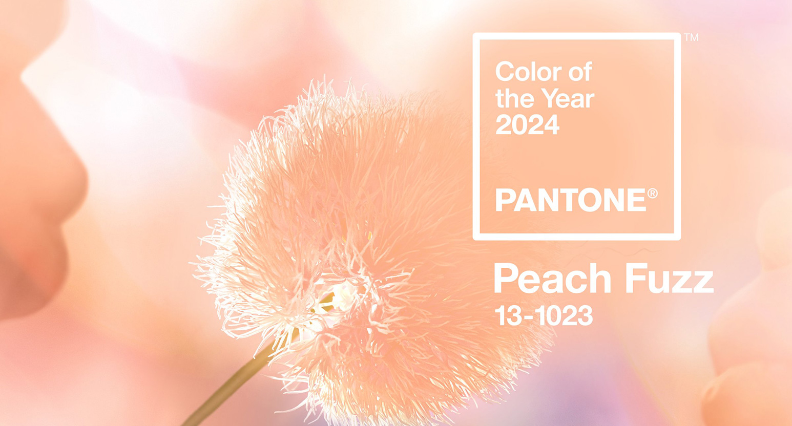 PANTONEが選ぶ2024年の色「Peach Fuzz」 Webクリエイターボックス